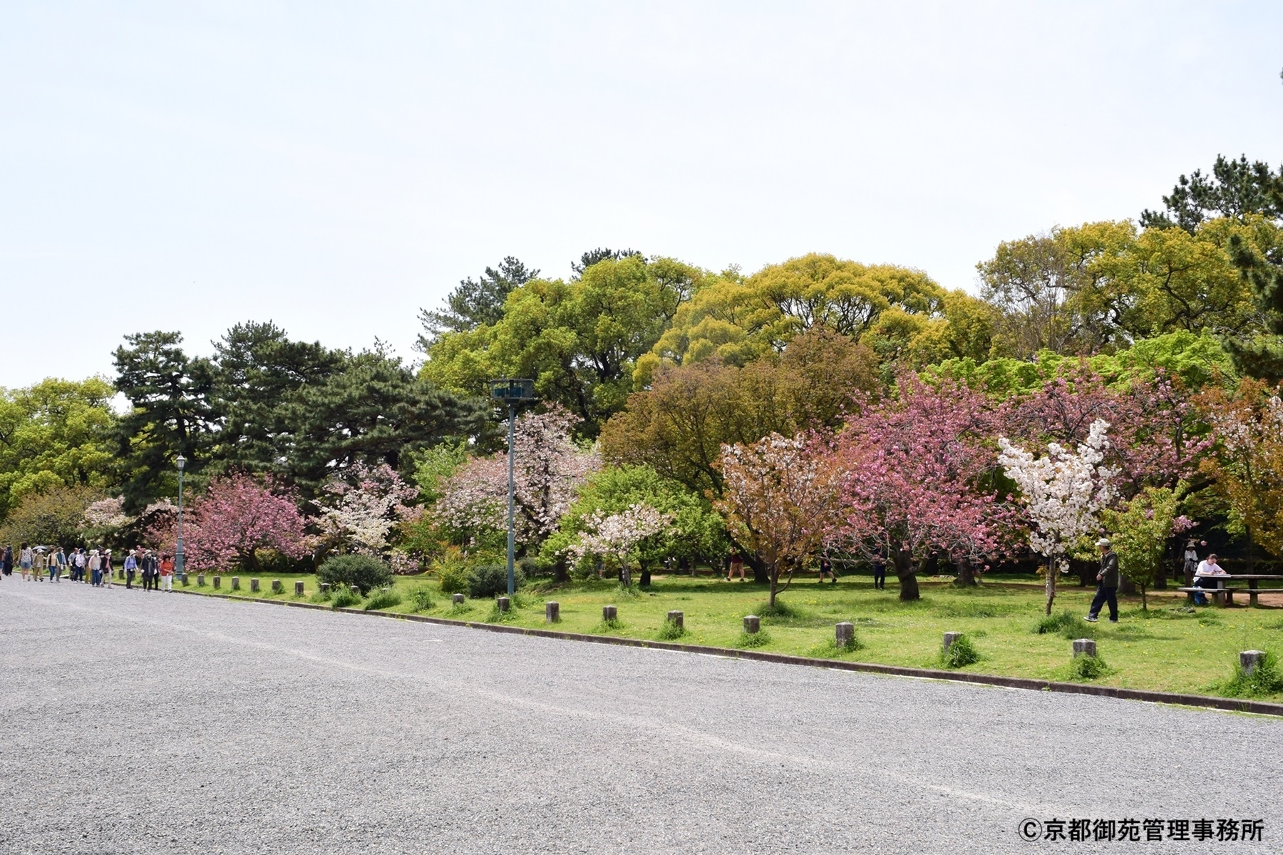 A13_出水の里桜　