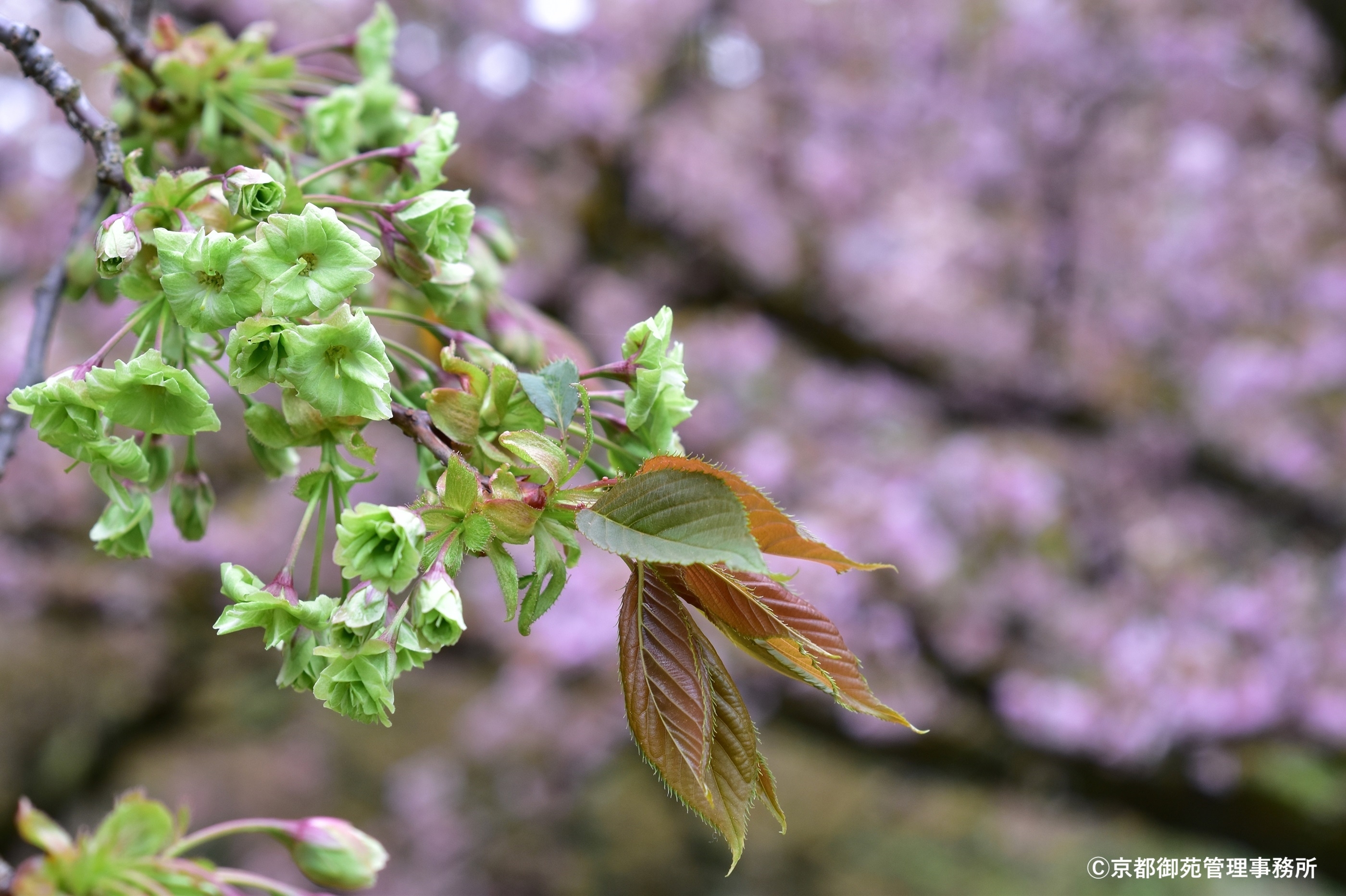 A14_里桜「御衣黄」　