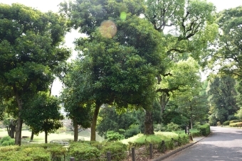 マテバシイの木