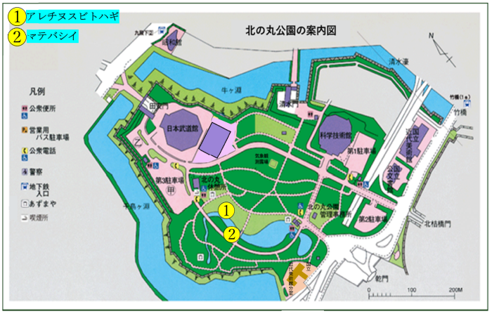 アレチヌスビトハギとマテバシイの撮影位置図