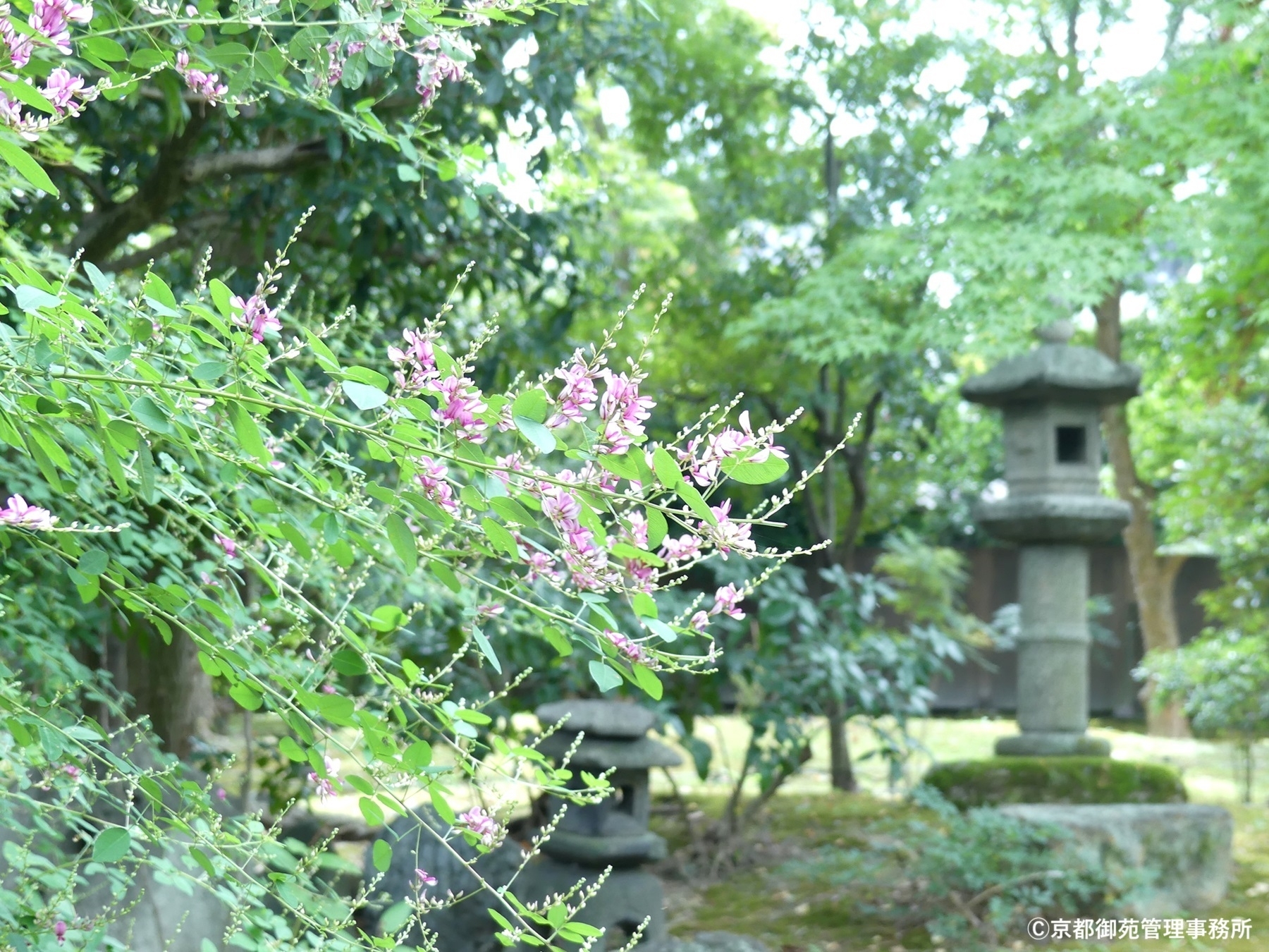 C2_ハギ　