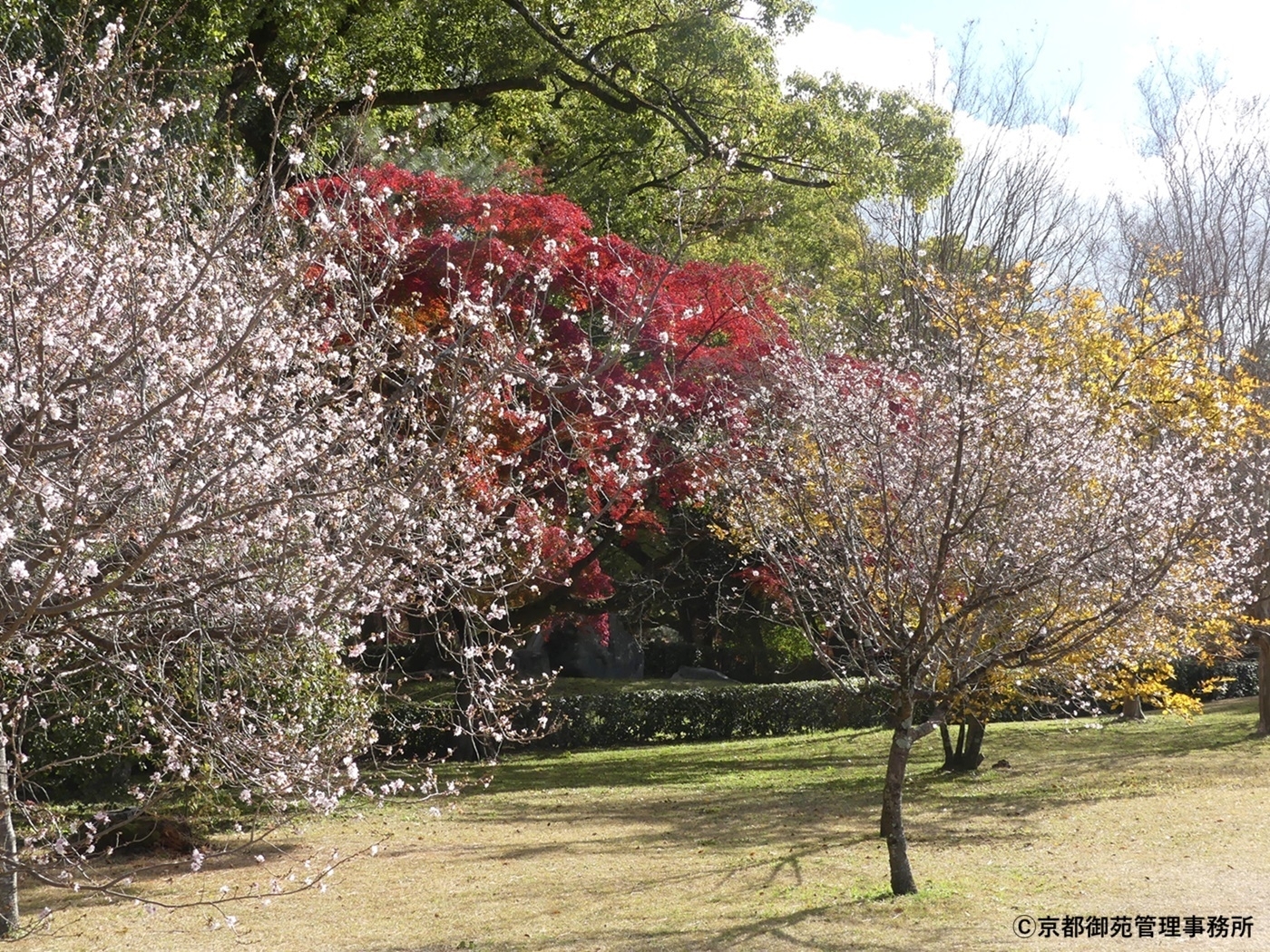 C6_十月桜　