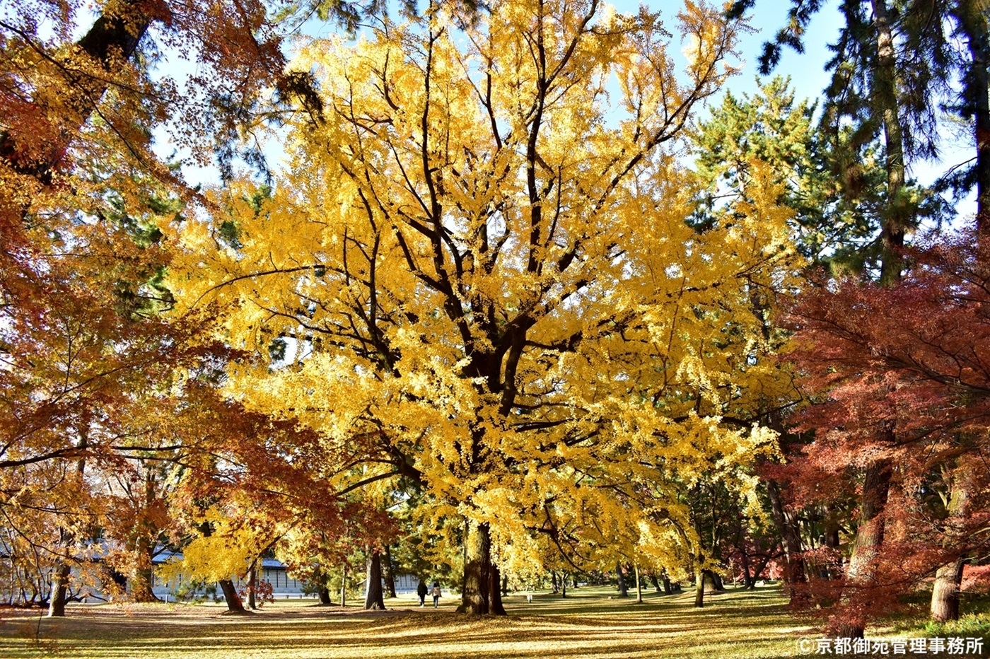 C11_学習院発祥の地の紅葉　