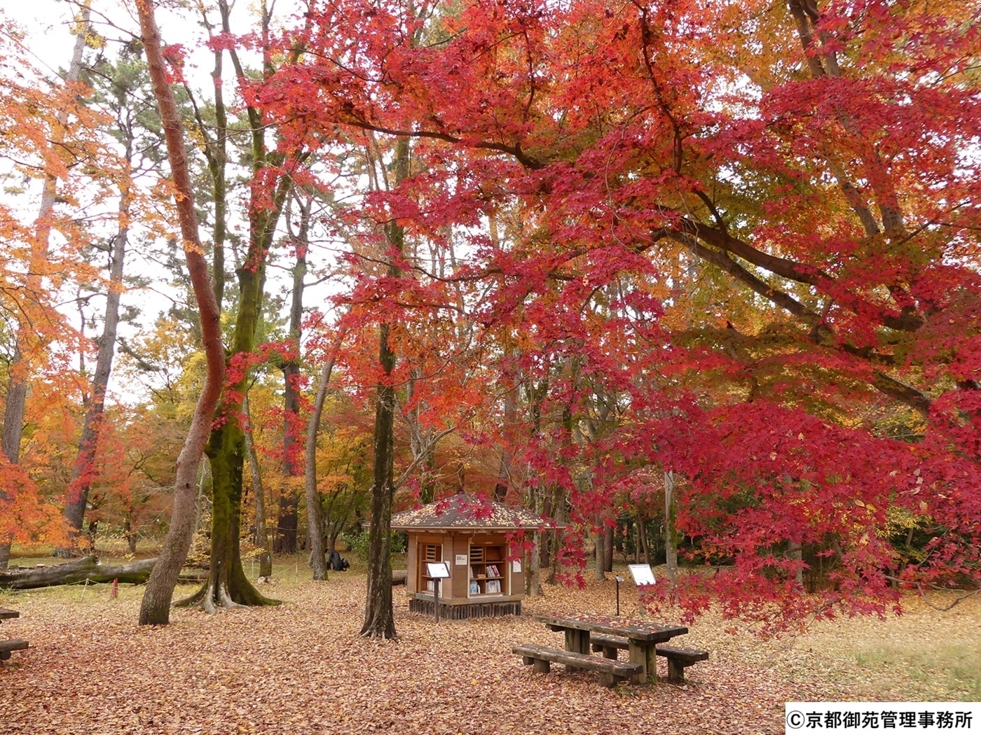 C12_母と子の森の紅葉　