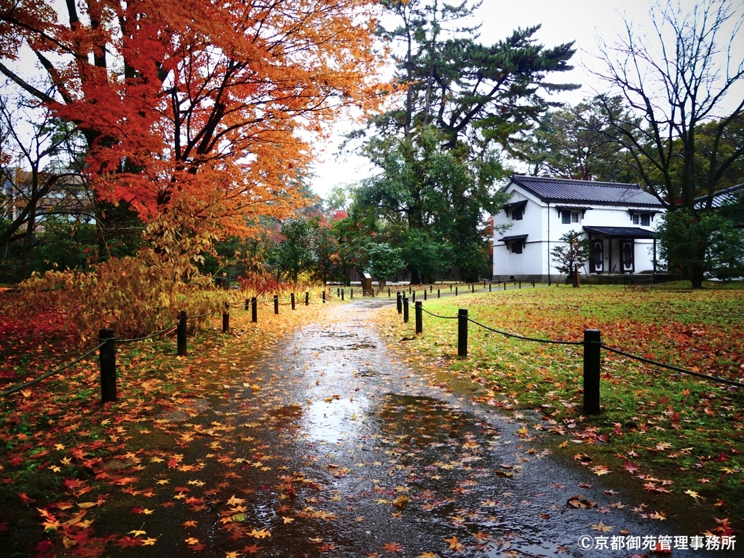 C15_閑院宮邸跡の紅葉　