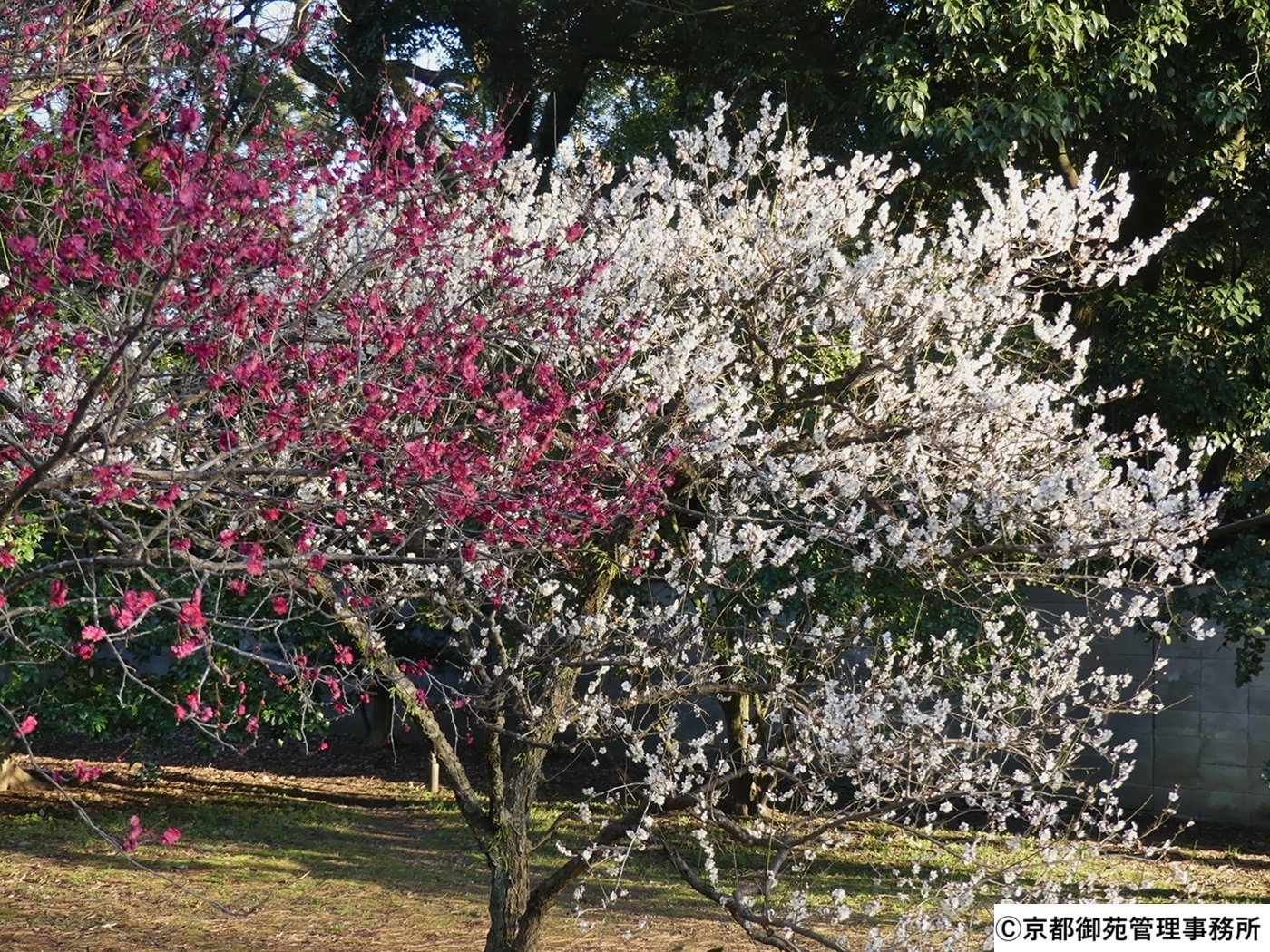 D9_宗像神社北のウメ　