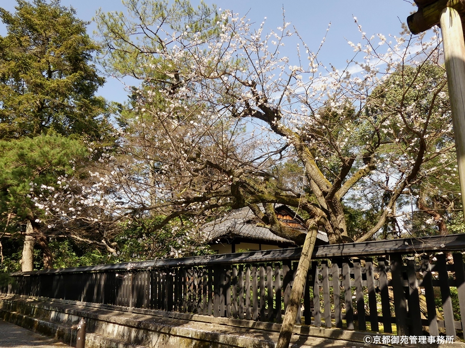 D10_中山邸跡のウメ　