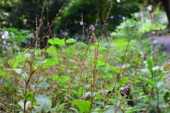 ミズヒキの葉と花