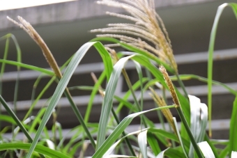 生育中のススキの穂