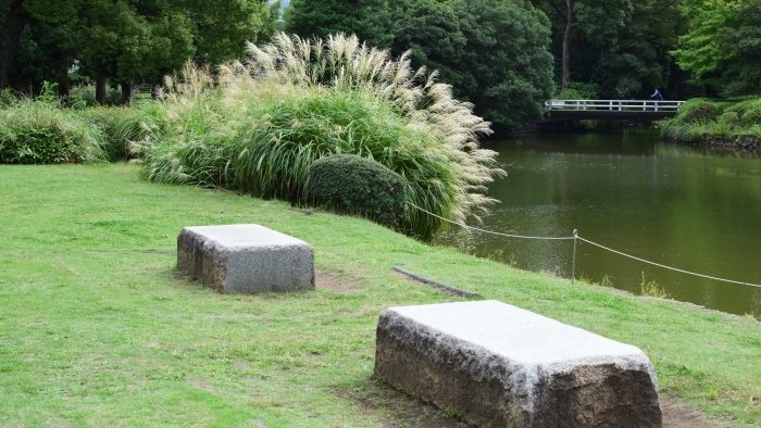 池のほとりのススキ