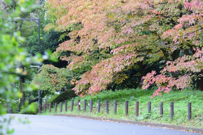 紅葉はじめたハナミズキの木々