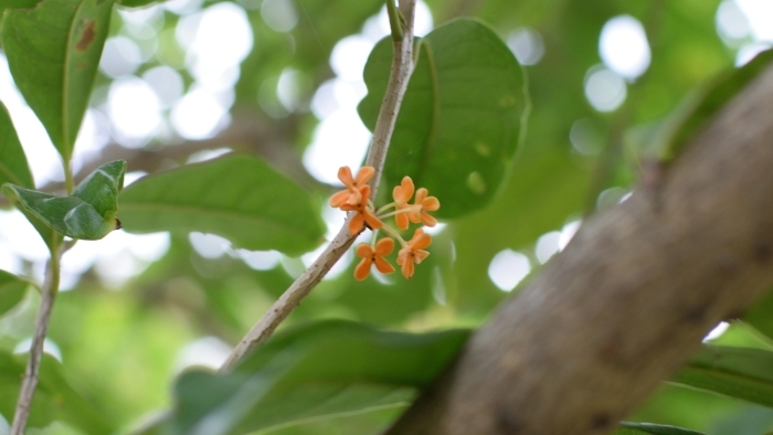 キンモクセイの花