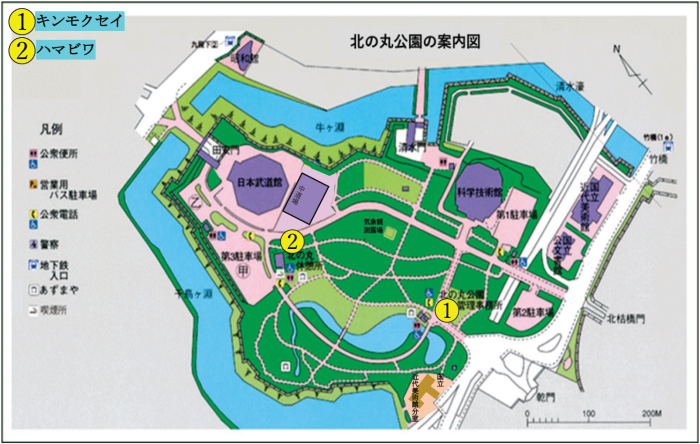 キンモクセイとハマビワの位置図