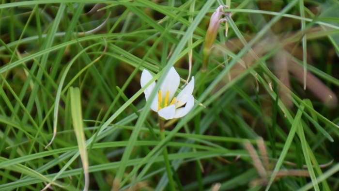 タマスダレの花