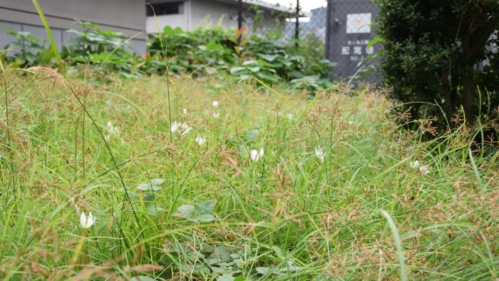 タマスダレが咲く場所