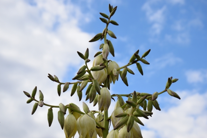 アツバキミガヨラン