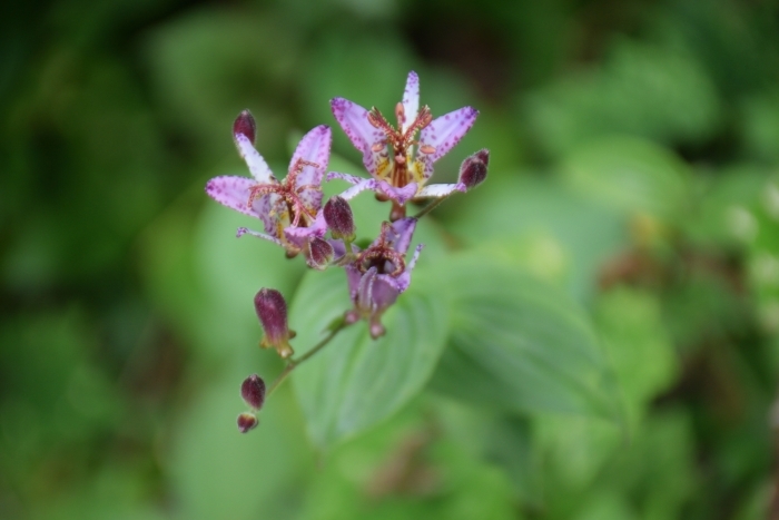 タイワンホトトギス