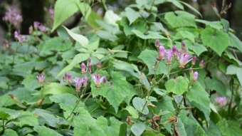 タイワンホトトギスの花
