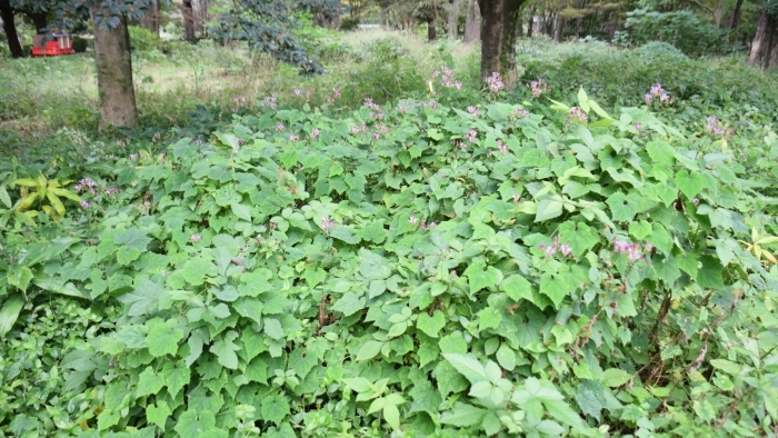 タイワンホトトギス全景