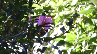 ピンクのサザンカの花