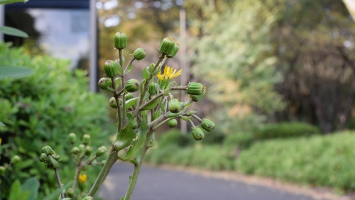 ツワブキのつぼみ