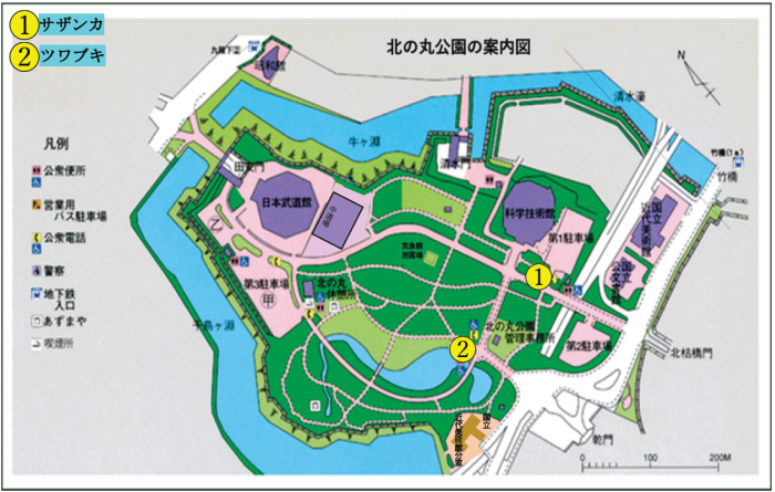 サザンカとツワブキの位置図