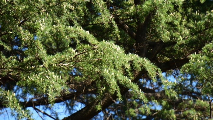 ヒマラヤスギの雄花