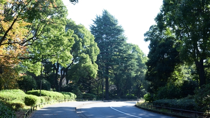 中央大通りのヒマラヤスギ