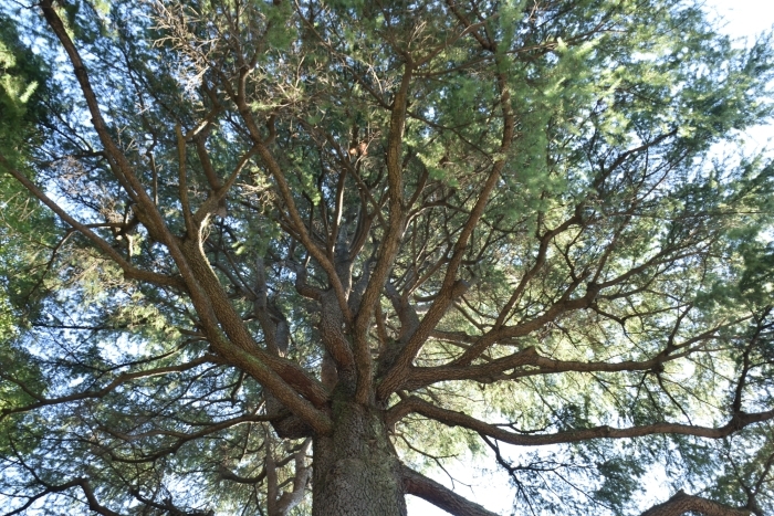 ヒマラヤスギの枝ぶり