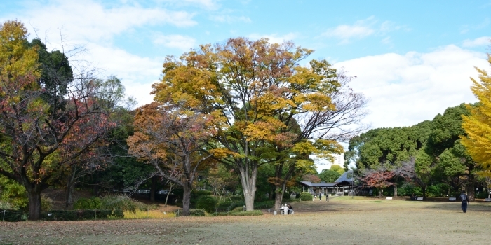 芝生広場のケヤキ