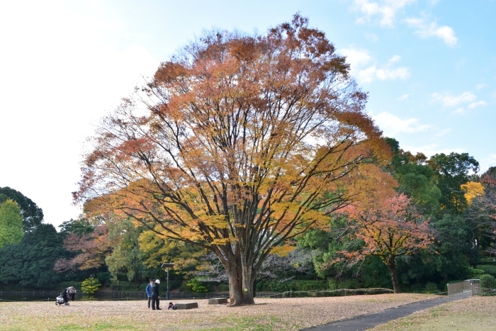 芝生広場のケヤキ