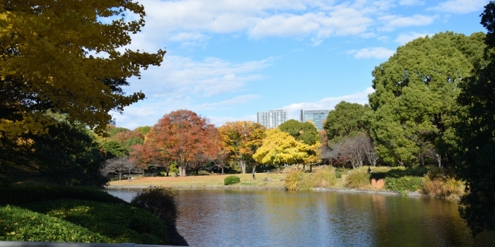 芝生広場のイチョウとケヤキ