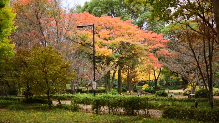 ハゼノキの紅葉