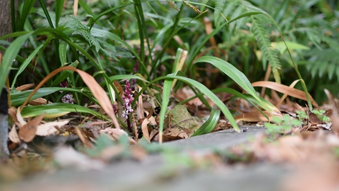 キチジョウソウ