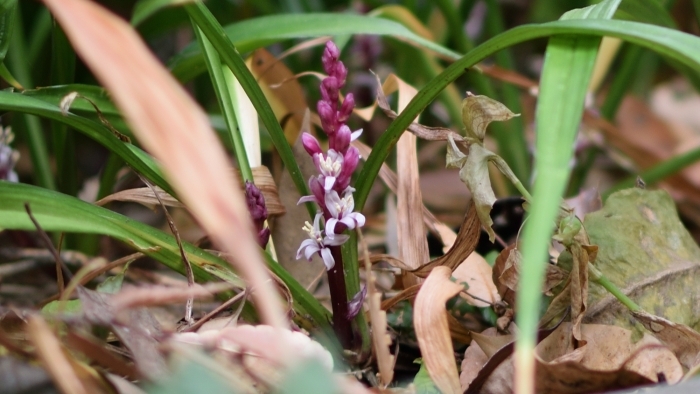 キチジョウソウの花