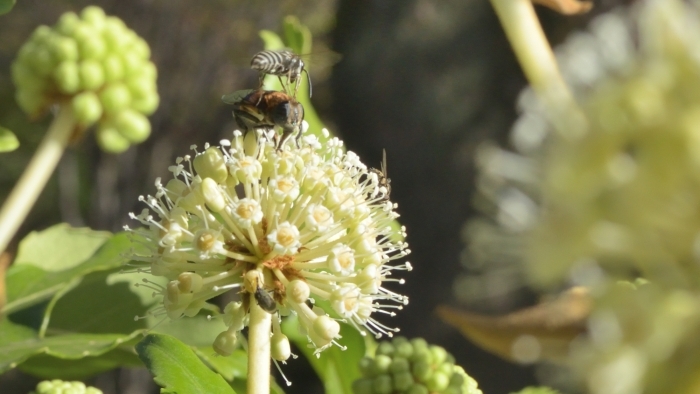ヤツデの花と虫たち