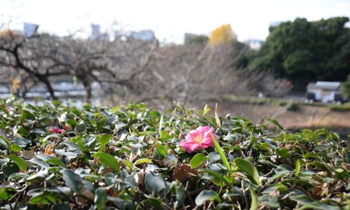 千鳥ヶ淵を望むカンツバキ