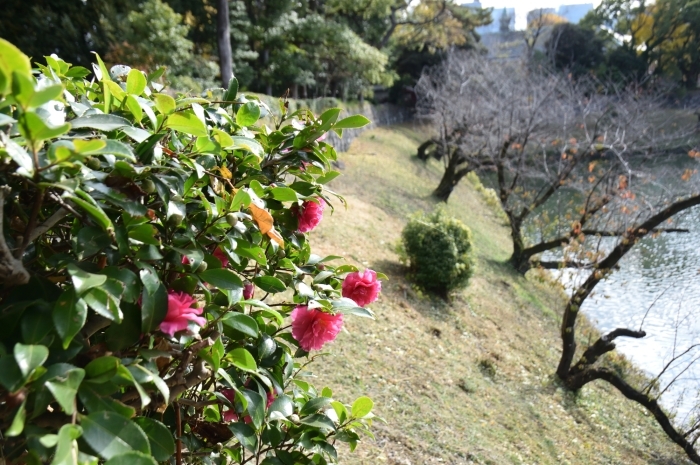 お堀とカンツバキ