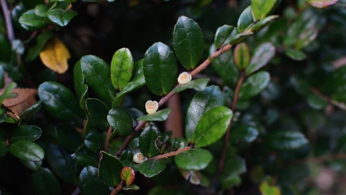 ハマヒサカキの花