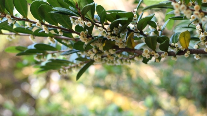 鈴生りに咲くハマヒサカキの花