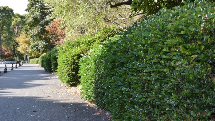 艶やかなハマヒサカキ