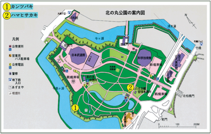 カンツバキとハマヒサカキの位置図