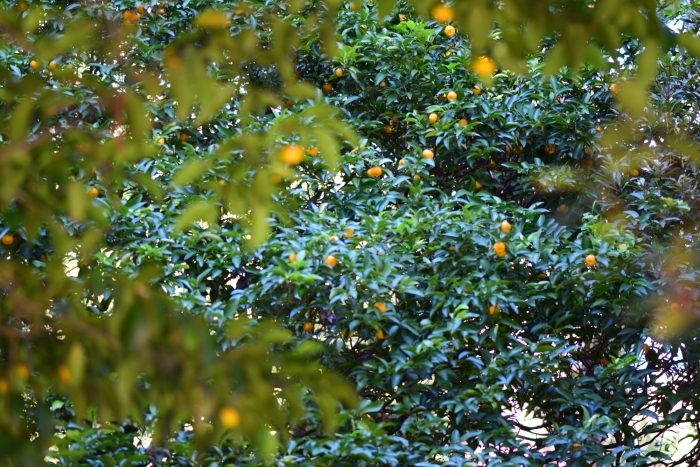 たくさんの実をつけたタチバナ