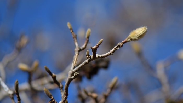 コブシの花芽と葉芽
