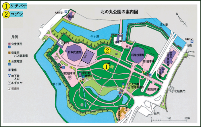 タチバナとコブシの位置図