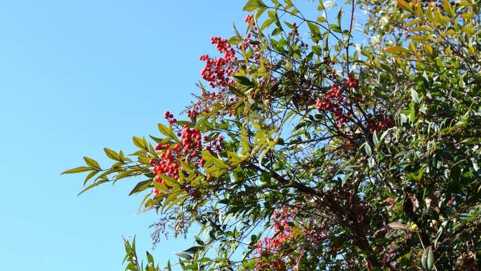 見上げたナンテン