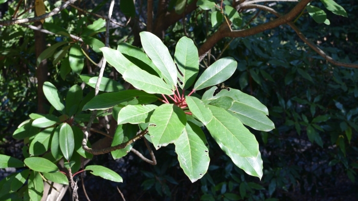 らせん状に葉をつけるユズリハ