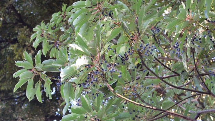 青みが買った黒い実のユズリハの雌株