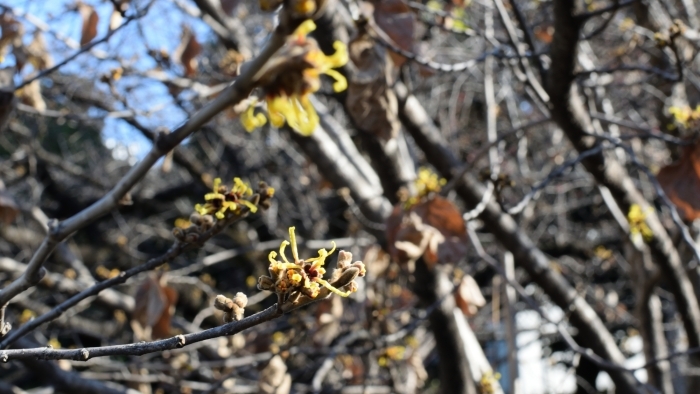 シナマンサクの花