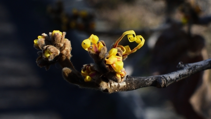 シナマンサクのつぼみ